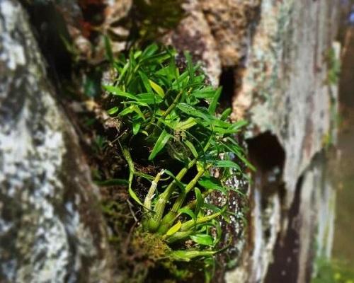 珍稀道地霍山石斛，春节年礼新选择